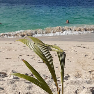 Palme am Meer mit Schiff im Hintergrund