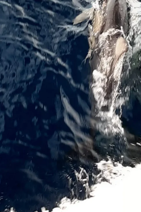 Delfine bei Griechenland