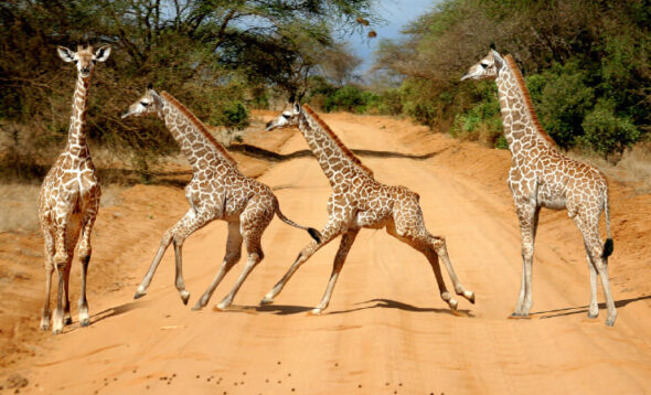 Giraffen sehen mit Chamäleon Reisen