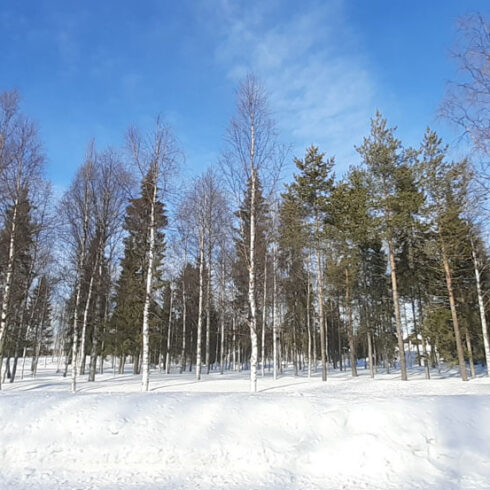 Wald in Lapland