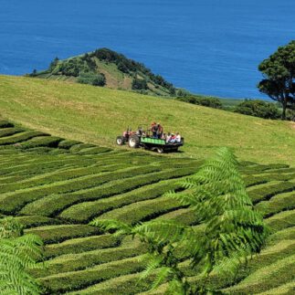 Ausblick von einem Berg auf das Meer auf den Azoren